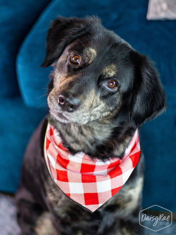Gingham Me to Sleep Pet Bandana, Red